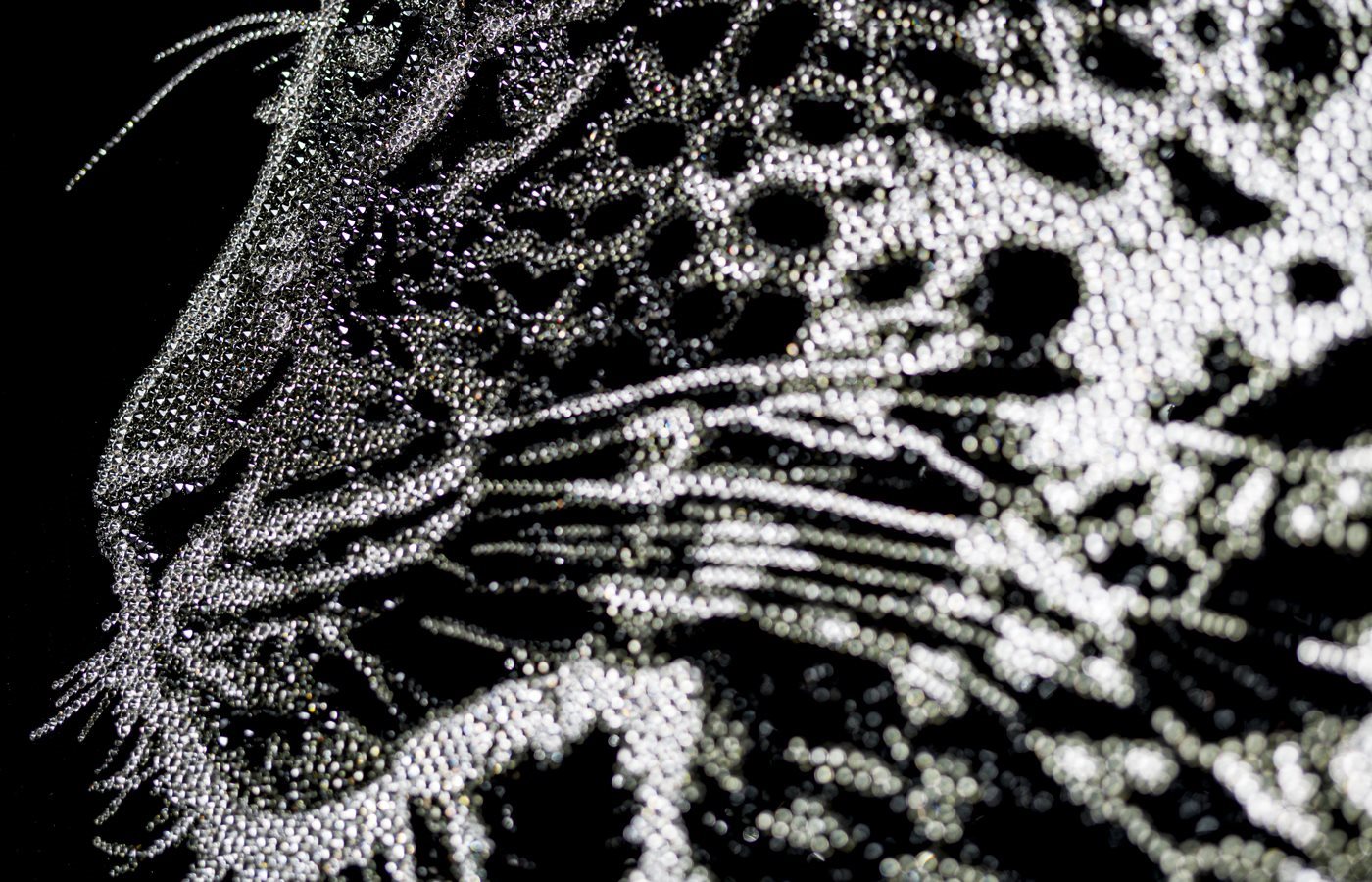 LEOPARDO_detail