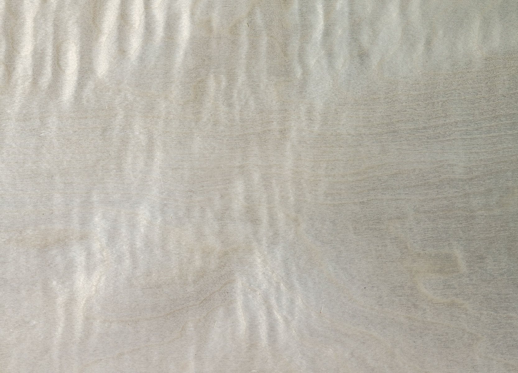 NEWS_Sycamore_gallery03